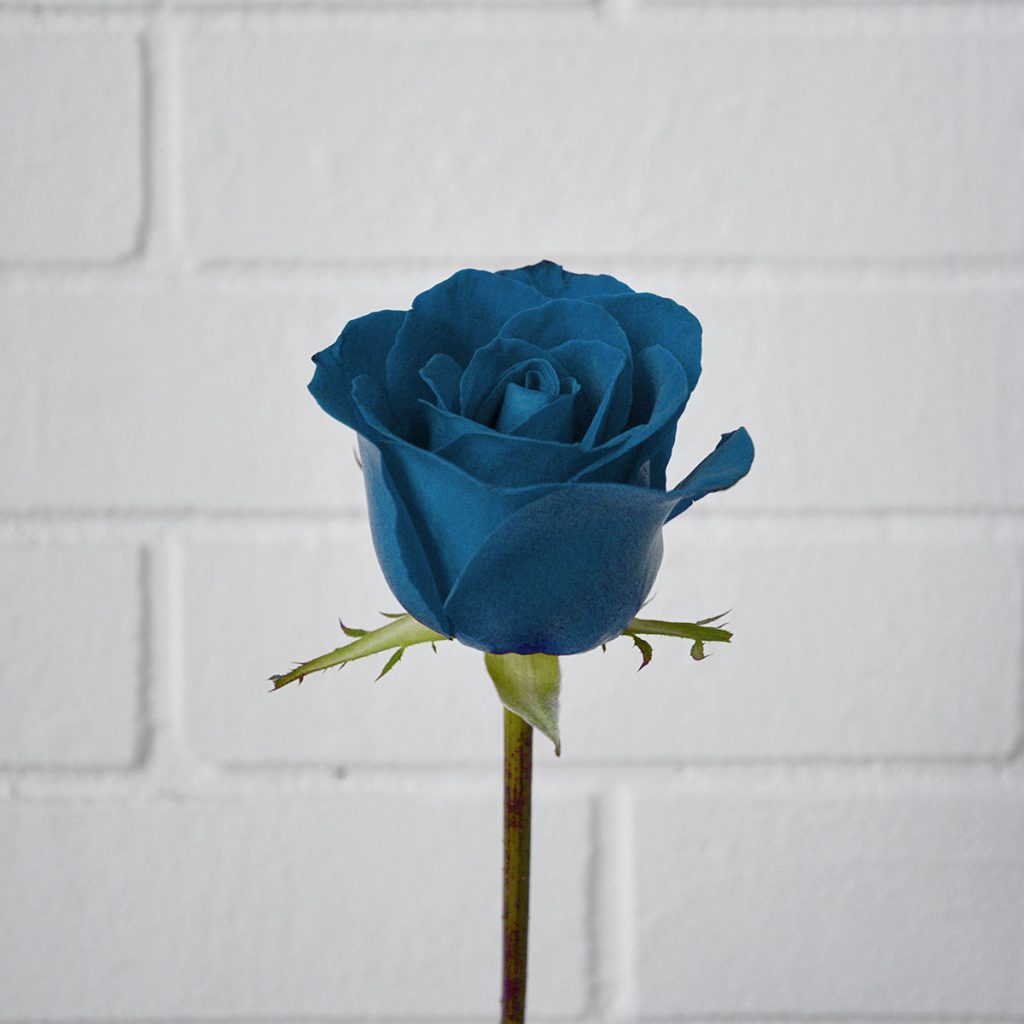 blue rose