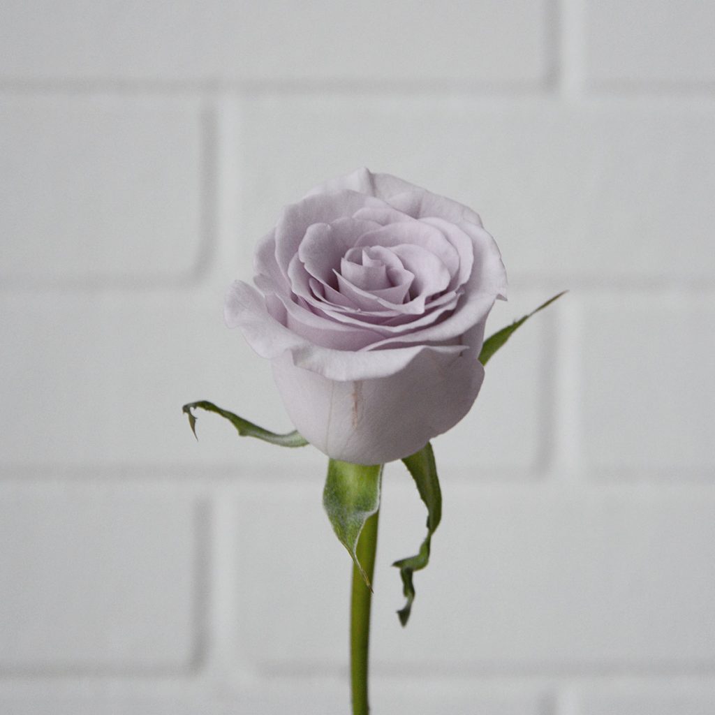 lilac rose