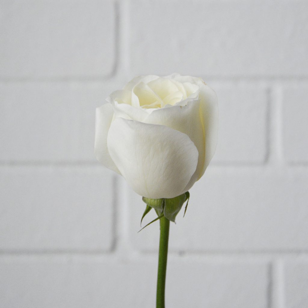 white rose