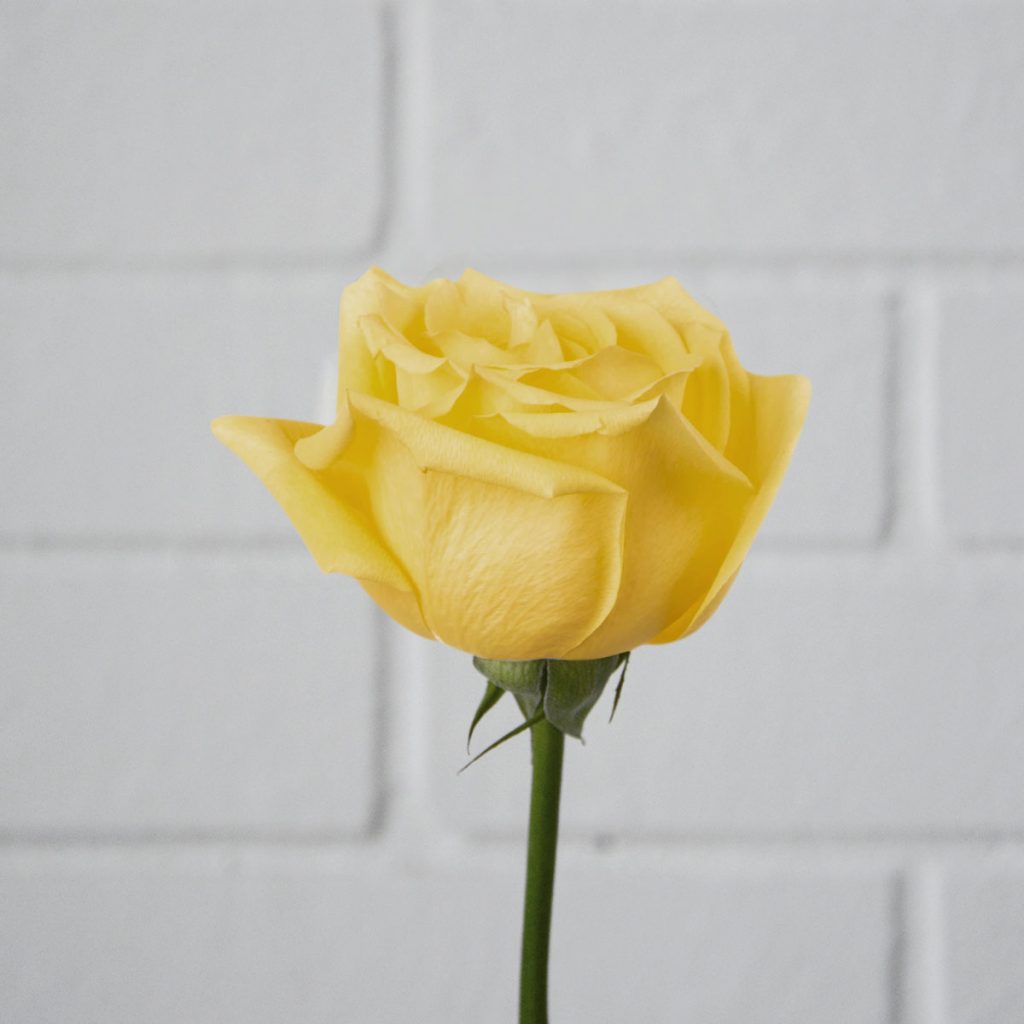 yellow rose